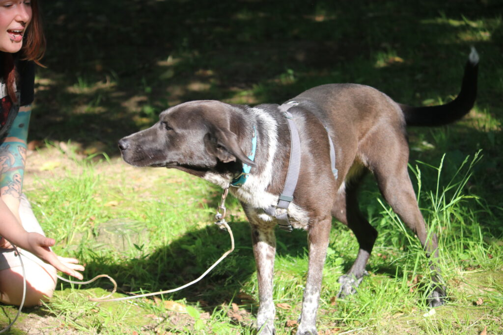 Hund Finna Zuhause gesucht Tierheim Hoffnung für Tiere