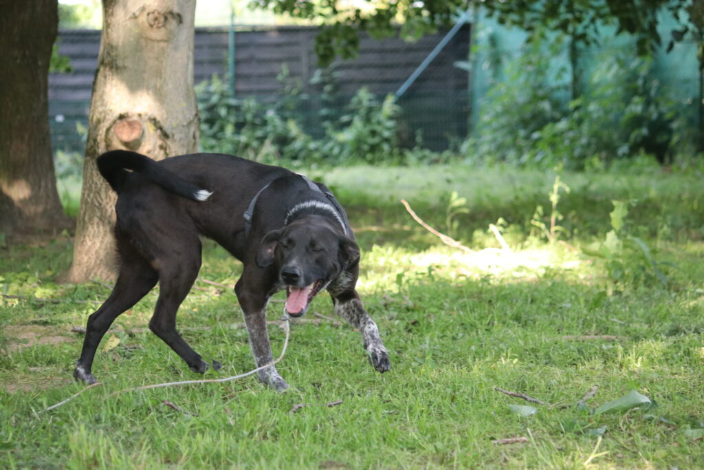 Hund Finna Zuhause gesucht Tierheim Hoffnung für Tiere