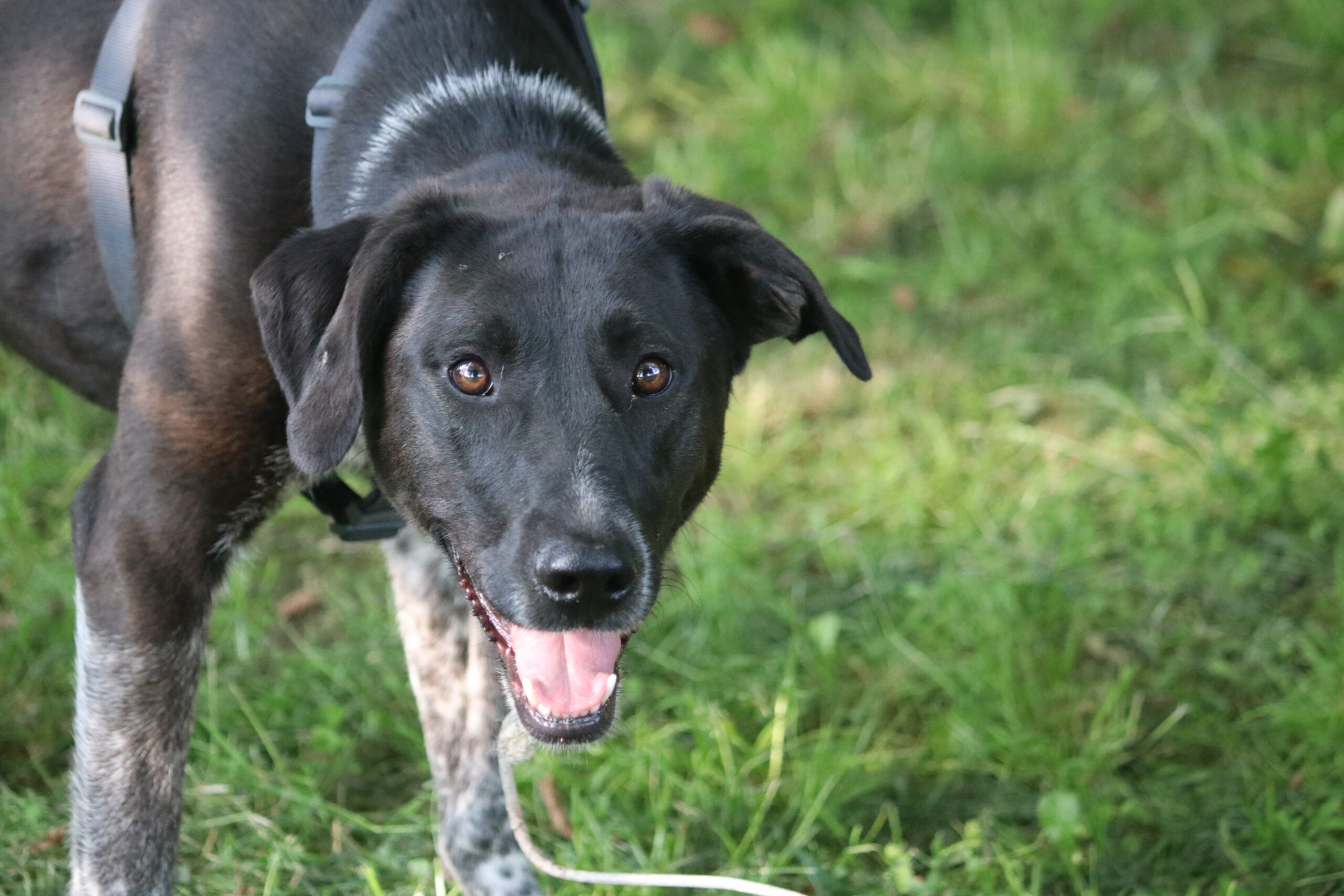 Hund Finna Zuhause gesucht Tierheim Hoffnung für Tiere