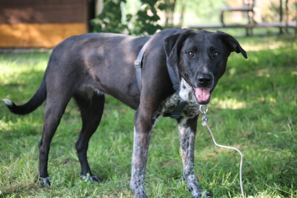 Hund Finna Zuhause gesucht Tierheim Hoffnung für Tiere