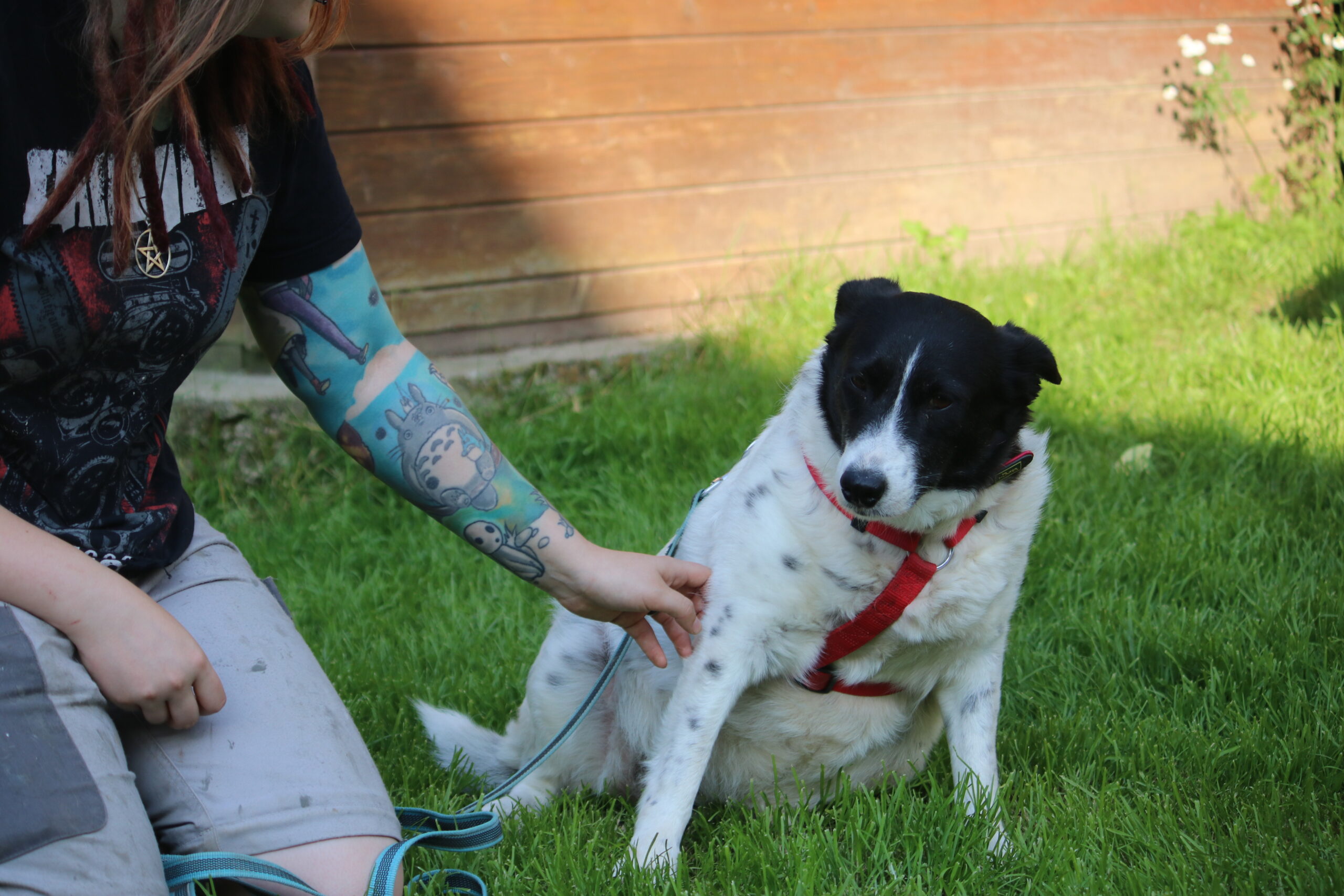 Hund Sorana Zuhause gesucht Tierheim Hoffnung für Tiere