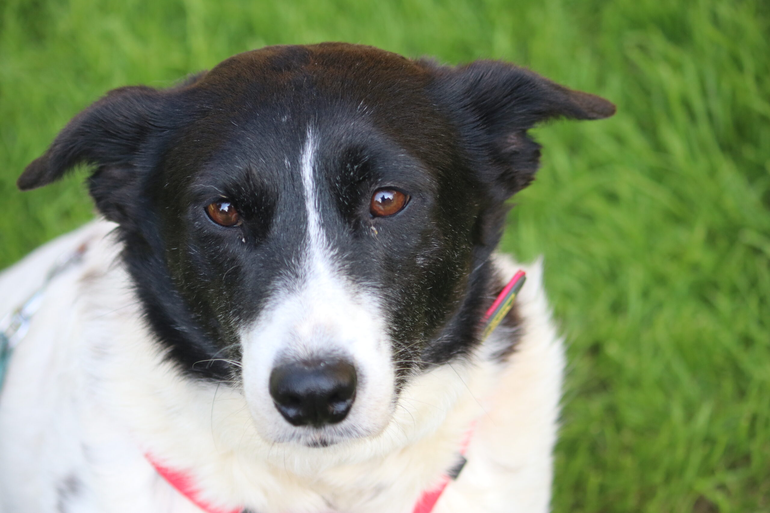 Hund Sorana Zuhause gesucht Tierheim Hoffnung für Tiere