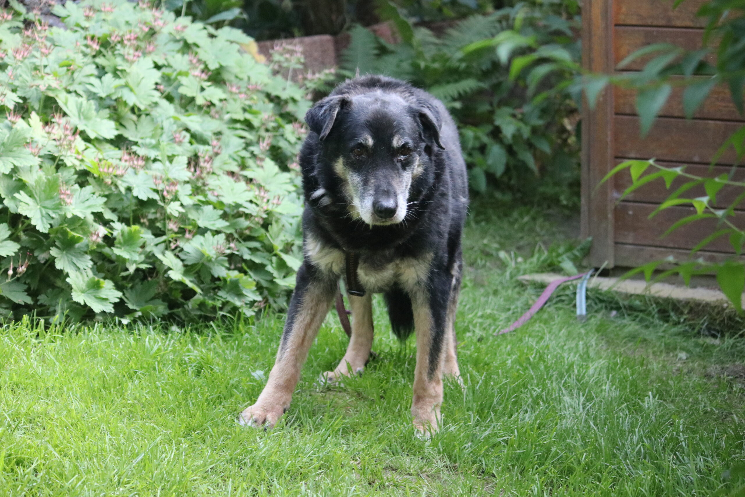 Hund Simba Zuhause gesucht Tierheim Hoffnung für Tiere