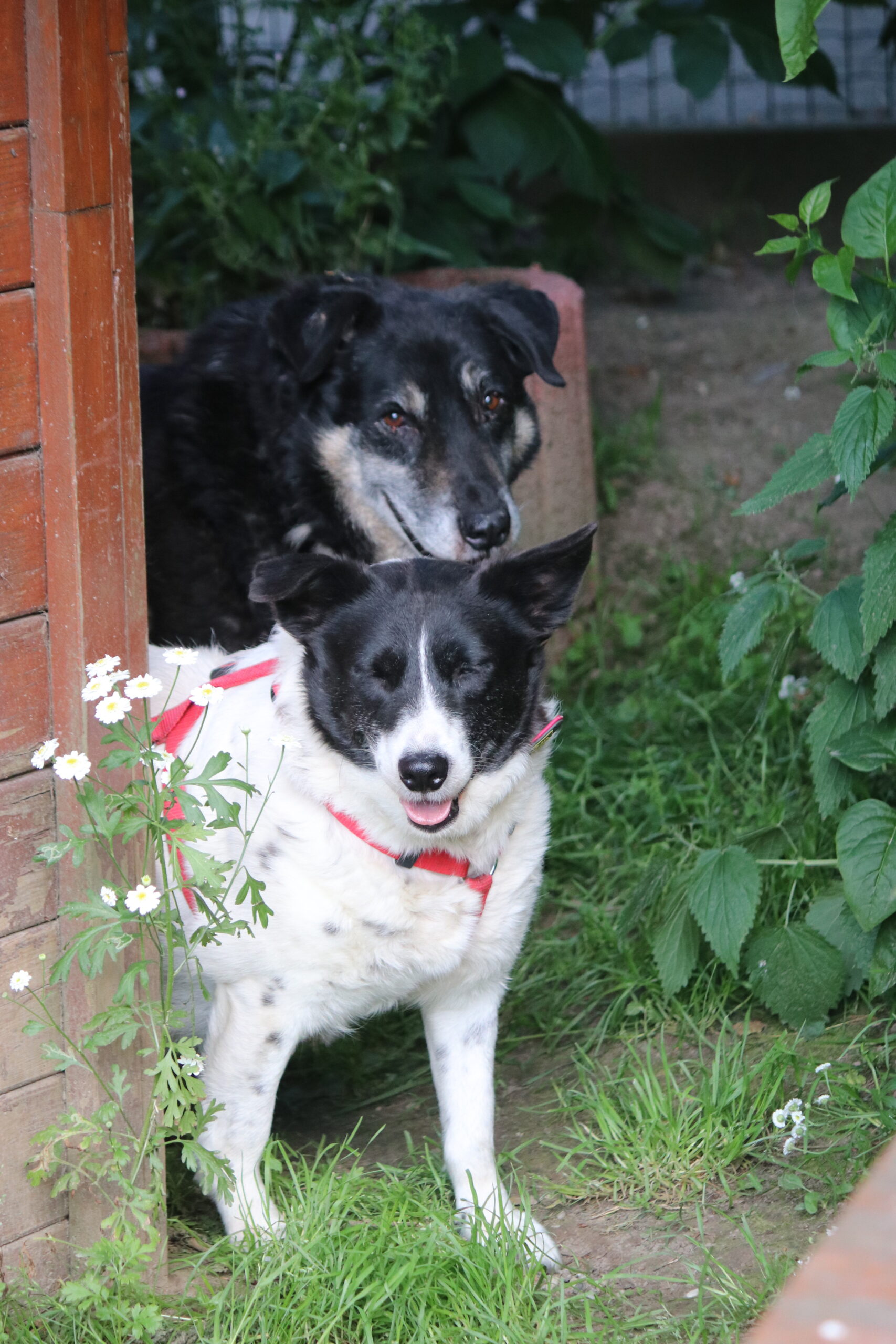 Hund Simba Zuhause gesucht Tierheim Hoffnung für Tiere
