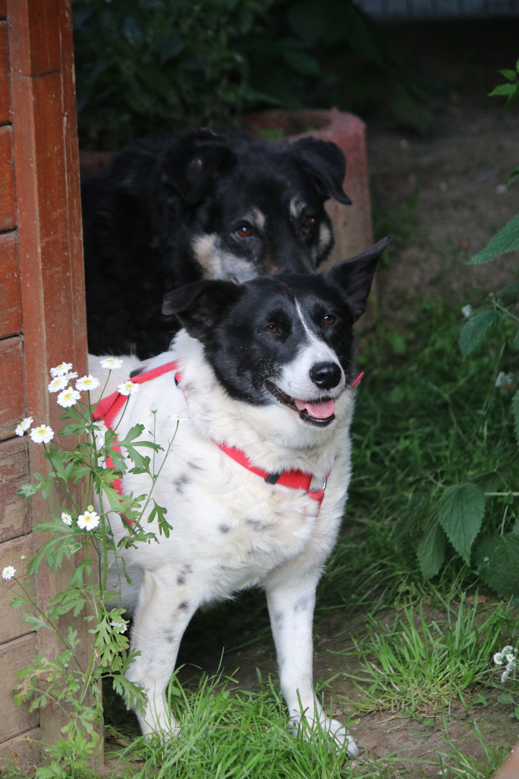 Hund Sorana Zuhause gesucht Tierheim Hoffnung für Tiere