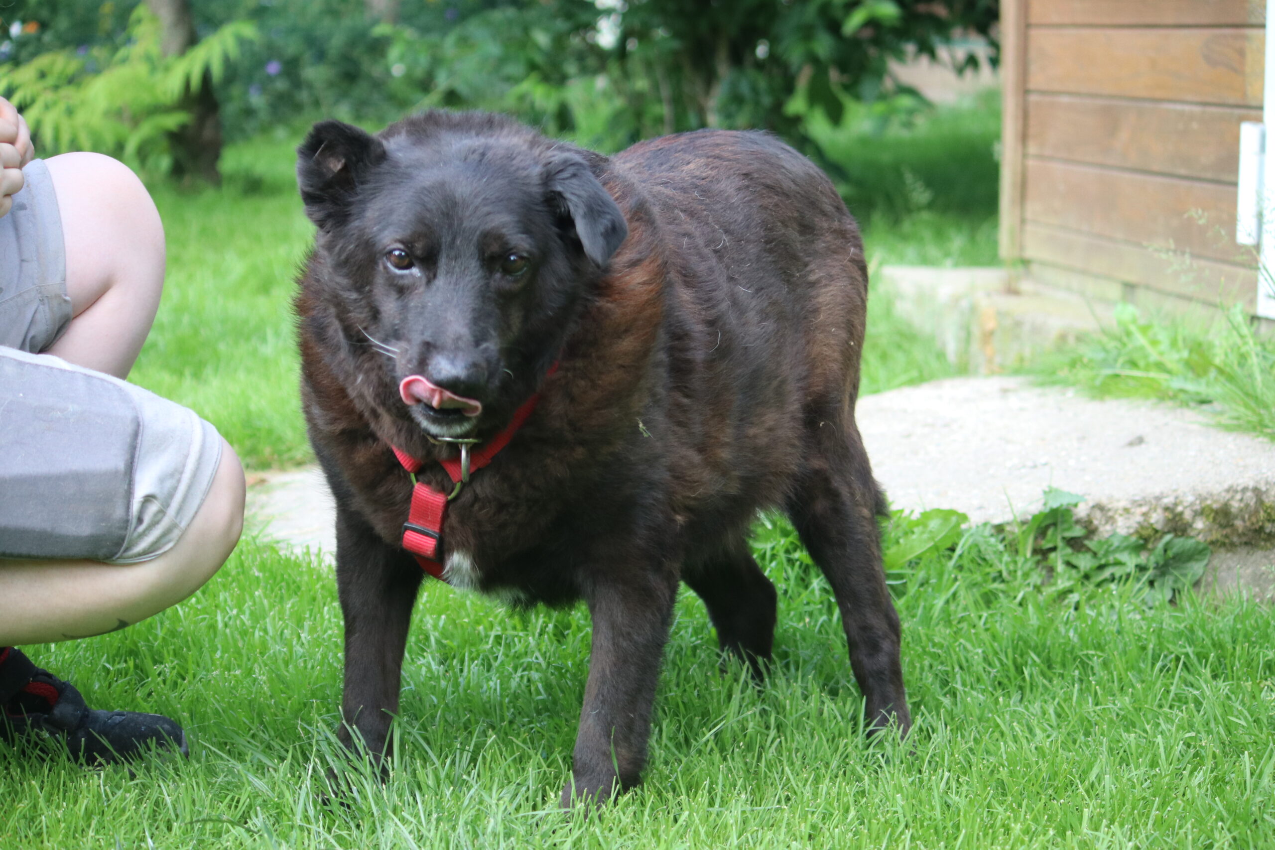 Hund Xox Zuhause gesucht Tierheim Hoffnung für Tiere