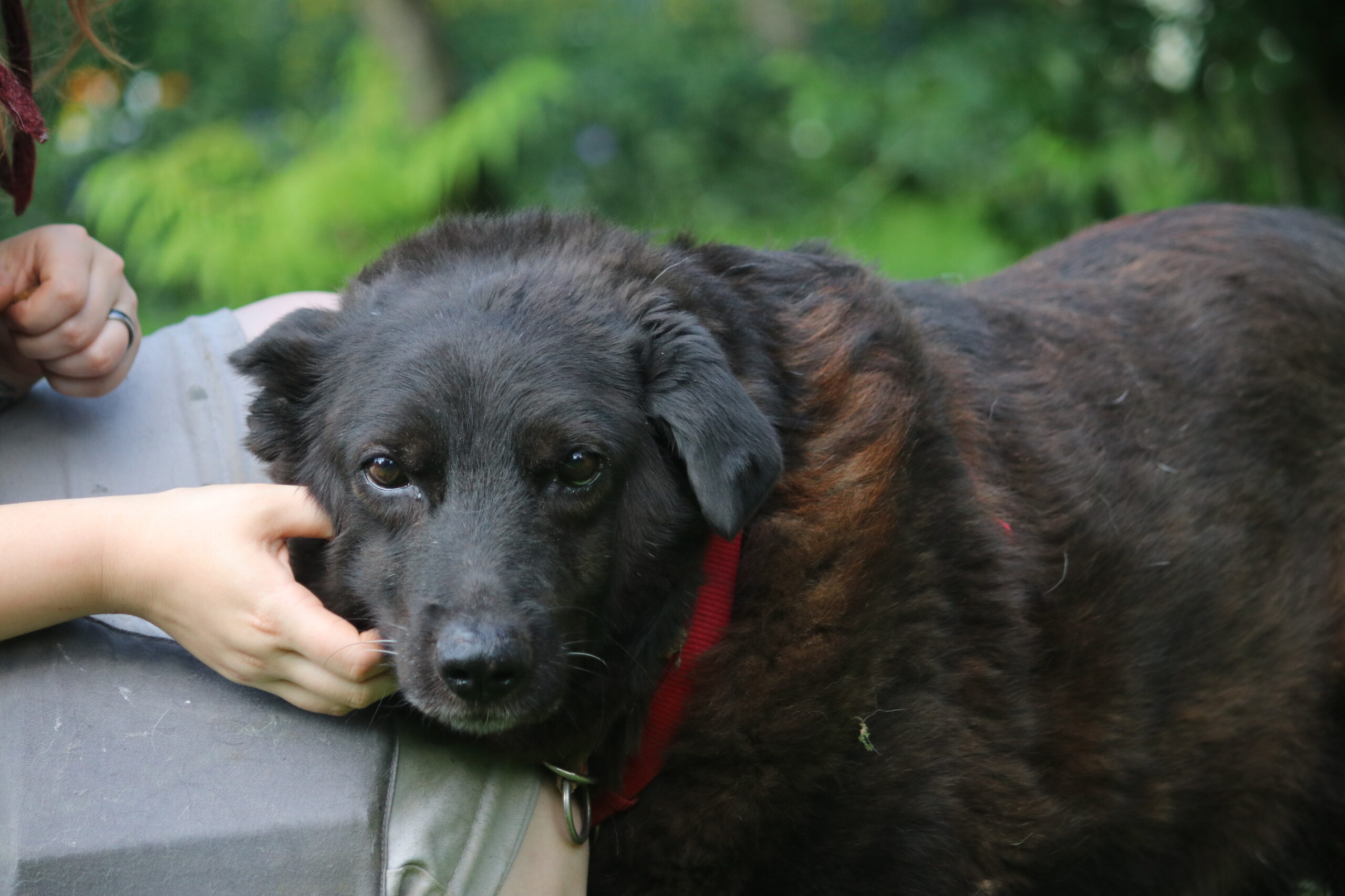 Hund Xox Zuhause gesucht Tierheim Hoffnung für Tiere