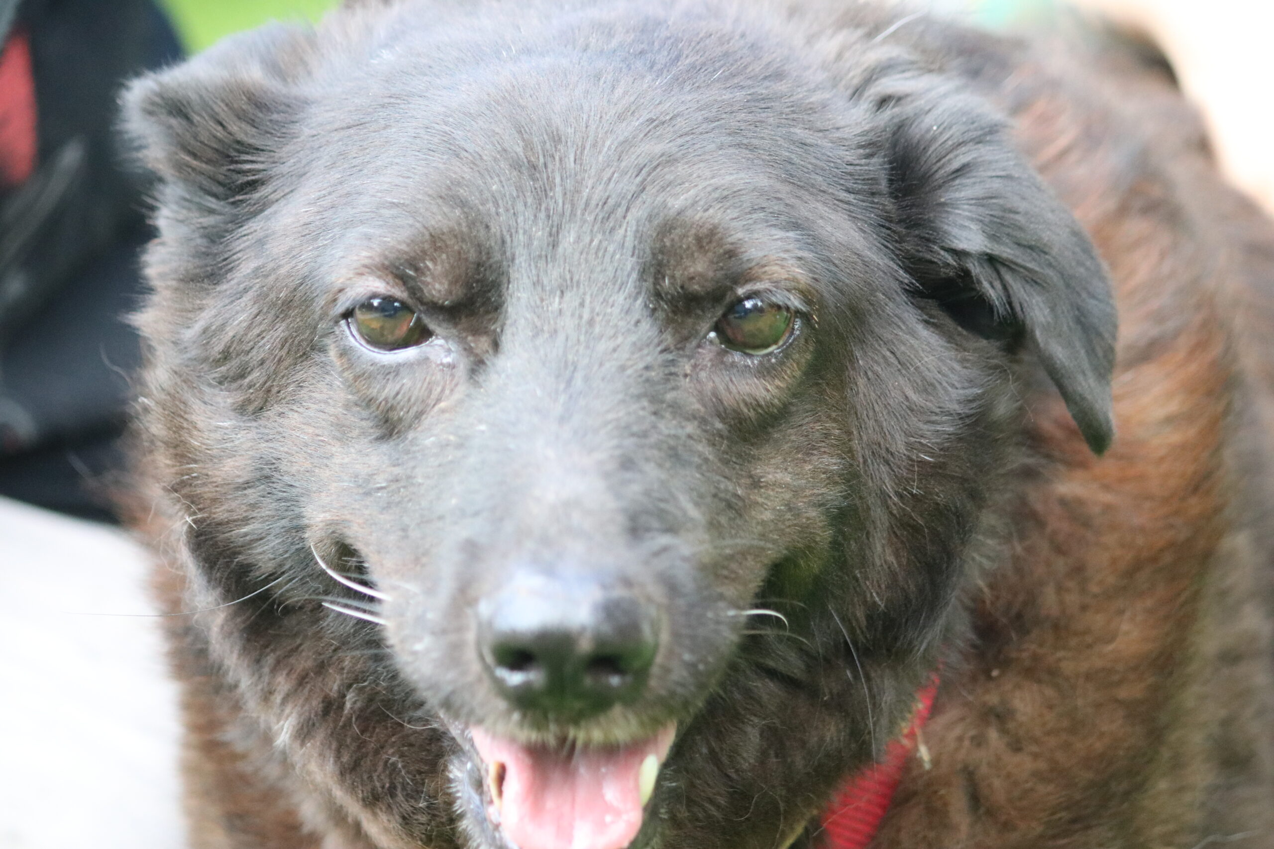 Hund Xox Zuhause gesucht Tierheim Hoffnung für Tiere