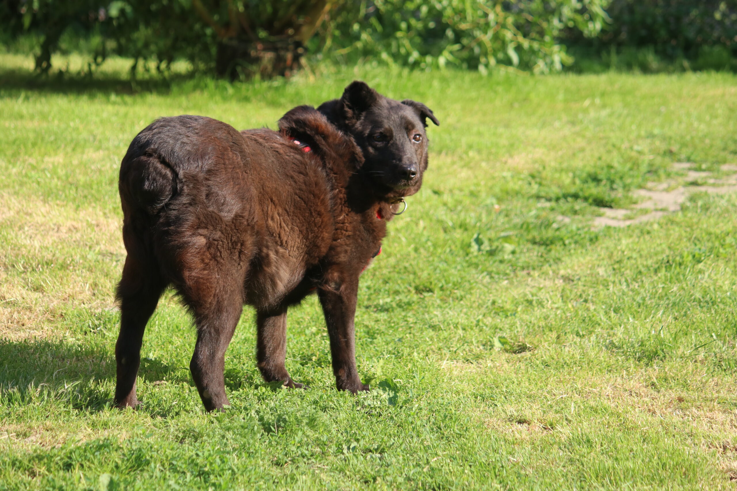 Hund Xox Zuhause gesucht Tierheim Hoffnung für Tiere