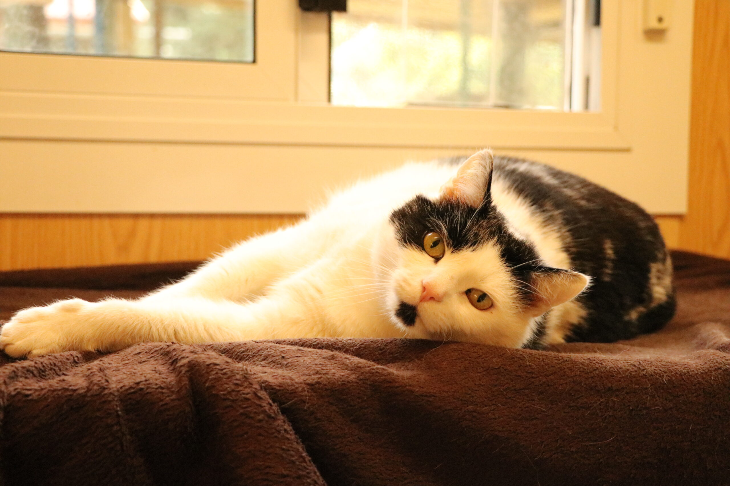 Katze Manfred Zuhause gesucht Tierheim Hoffnung für Tiere