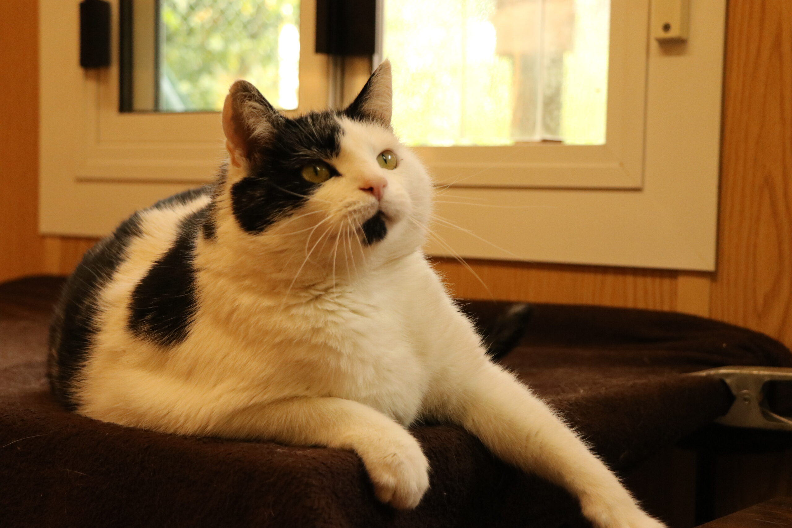 Katze Manfred Zuhause gesucht Tierheim Hoffnung für Tiere