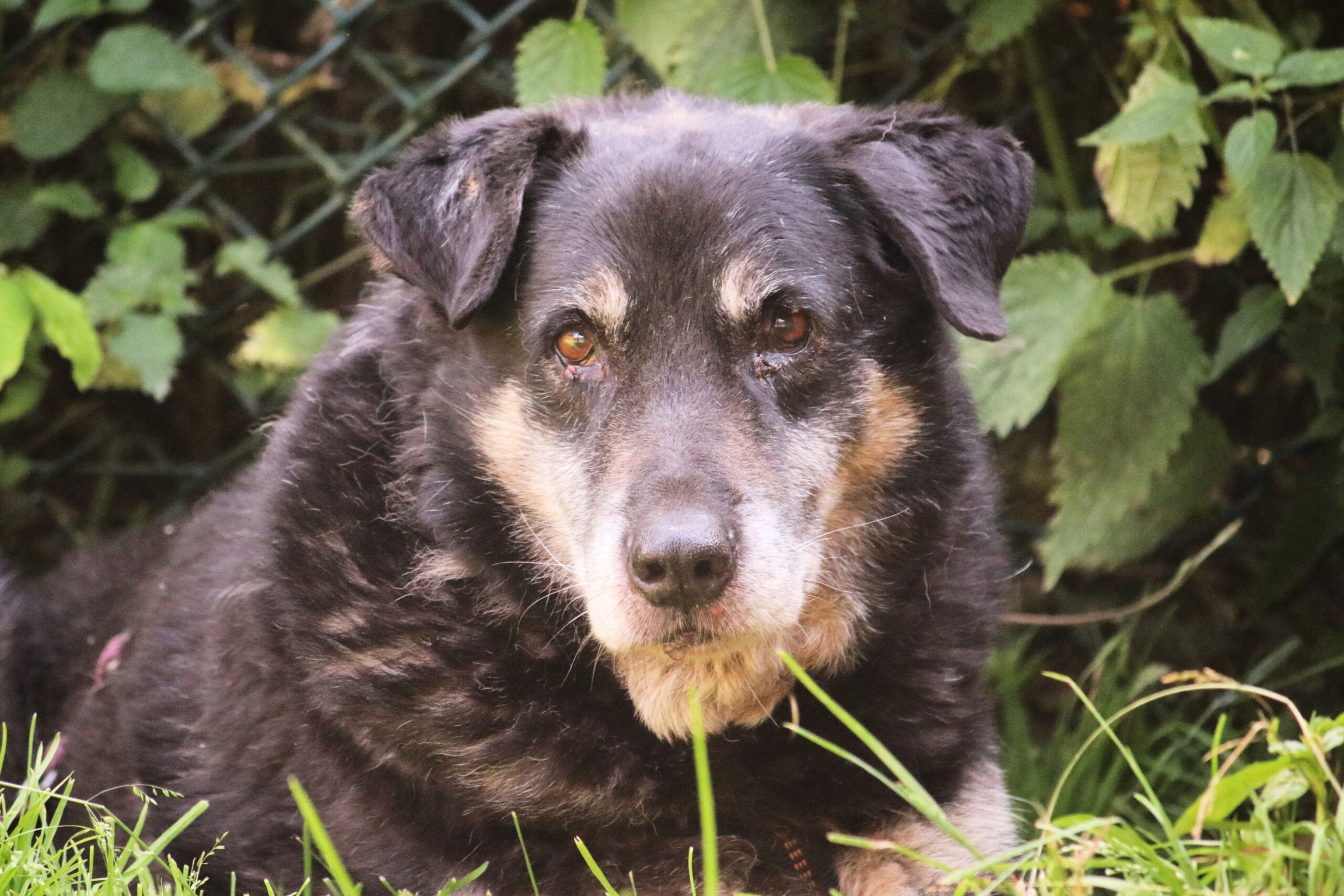 Hund Simba Zuhause gesucht Tierheim Hoffnung für Tiere