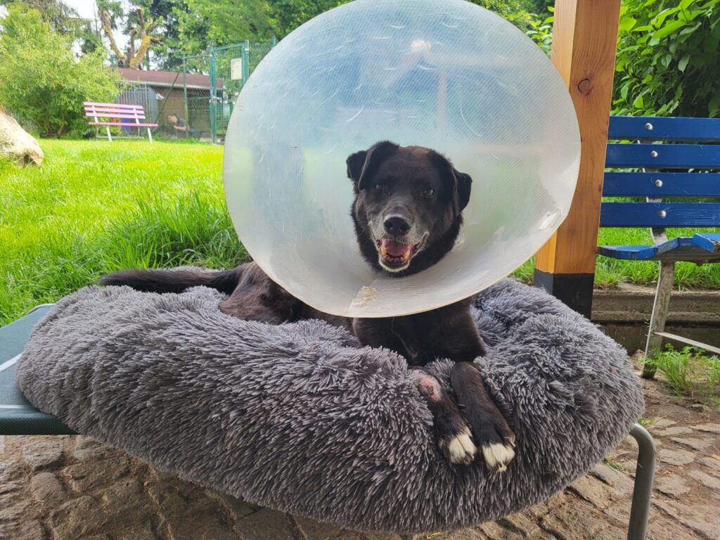 Hund Fajer Zuhause gesucht Tierheim Hoffnung für Tiere