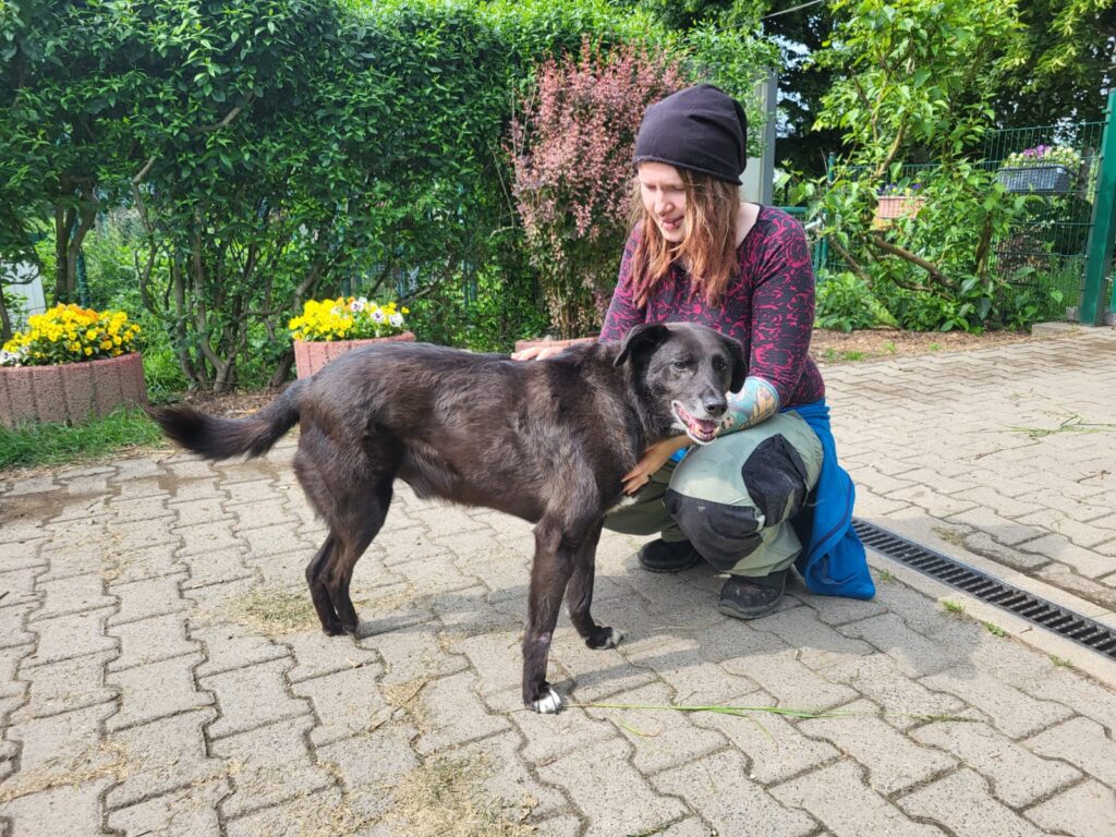 Hund Fajer Zuhause gesucht Tierheim Hoffnung für Tiere