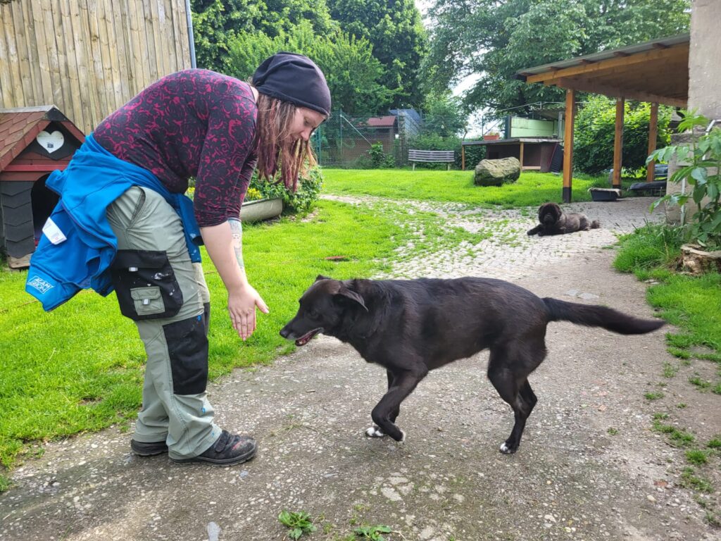 Hund Fajer Zuhause gesucht Tierheim Hoffnung für Tiere