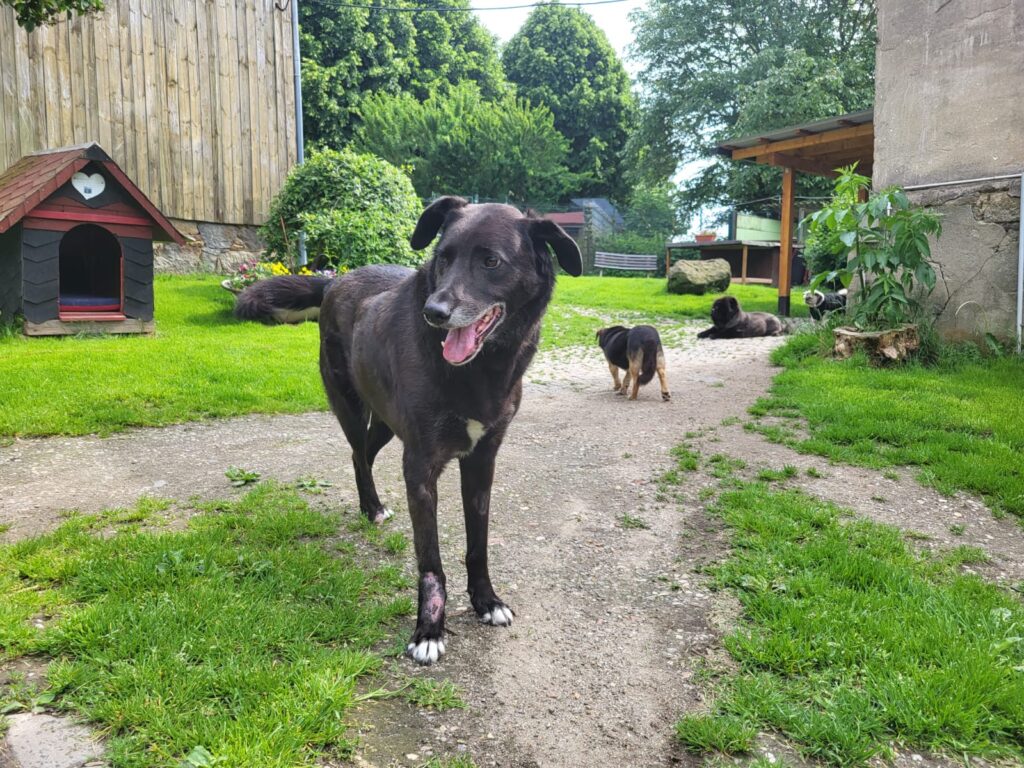 Hund Fajer Zuhause gesucht Tierheim Hoffnung für Tiere