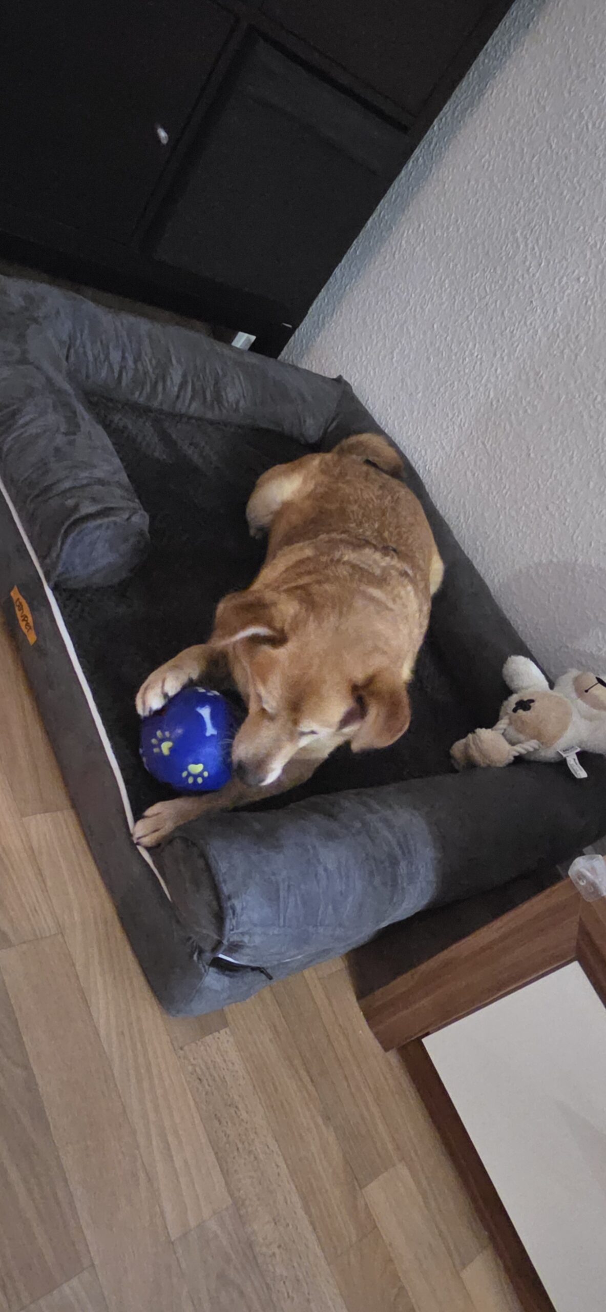 Rudi im neuen Zuhause