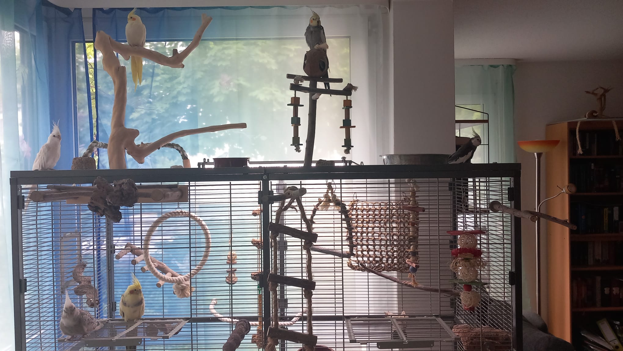 Nymphensittich Bunji im neuen Zuhause