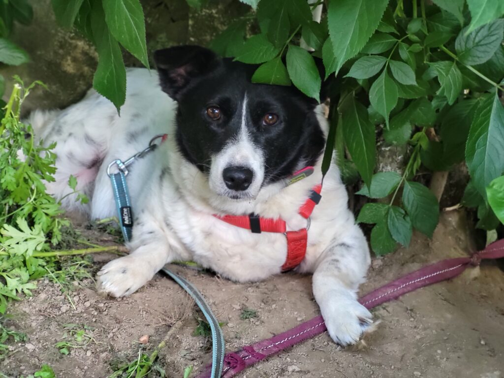 Hund Sorana Zuhause gesucht Tierheim Tierhoffnung