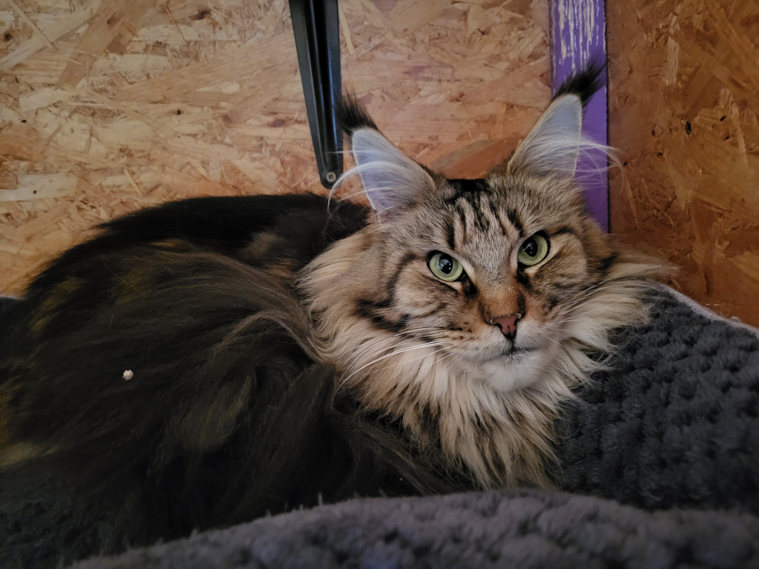Katze Vallery sucht Zuhause Tierheim Hoffnung für Tiere