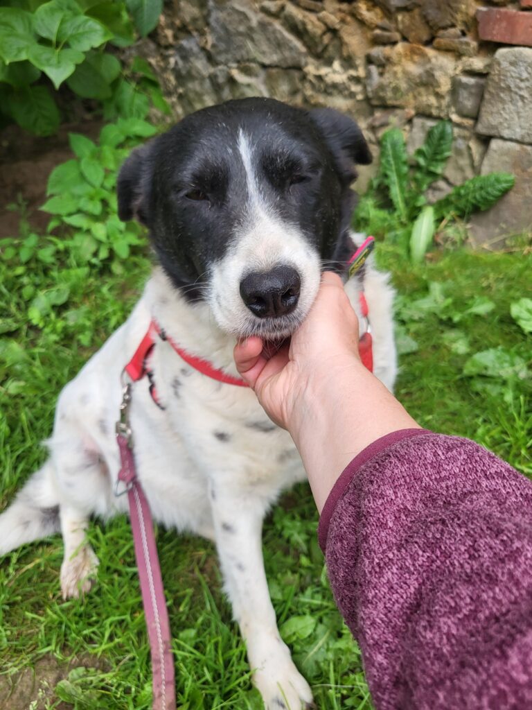 Hund Sorana Zuhause gesucht Tierheim Hoffnung für Tiere