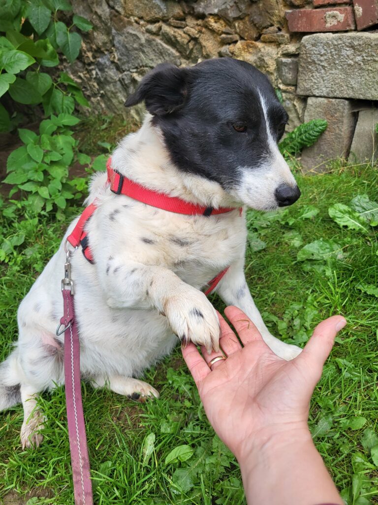 Hund Sorana Zuhause gesucht Tierheim Hoffnung für Tiere