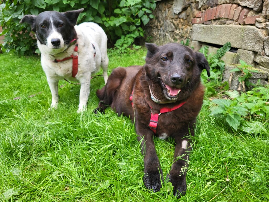 Sorana und Xox Zuhause gesucht Tierheim Hoffnung für Tiere
