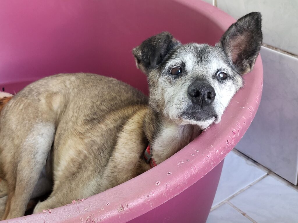 Hund Zweistein Zuhause gesucht Tierheim Hoffnung für Tiere