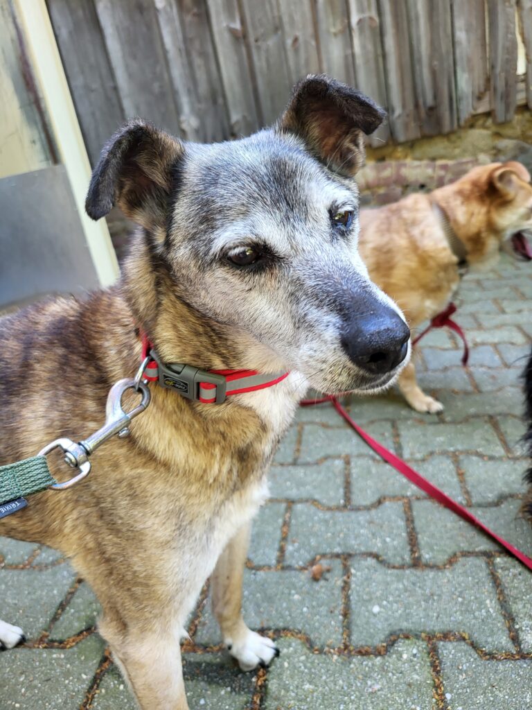 Hund Zweistein Zuhause gesucht Tierheim Tierhoffnung