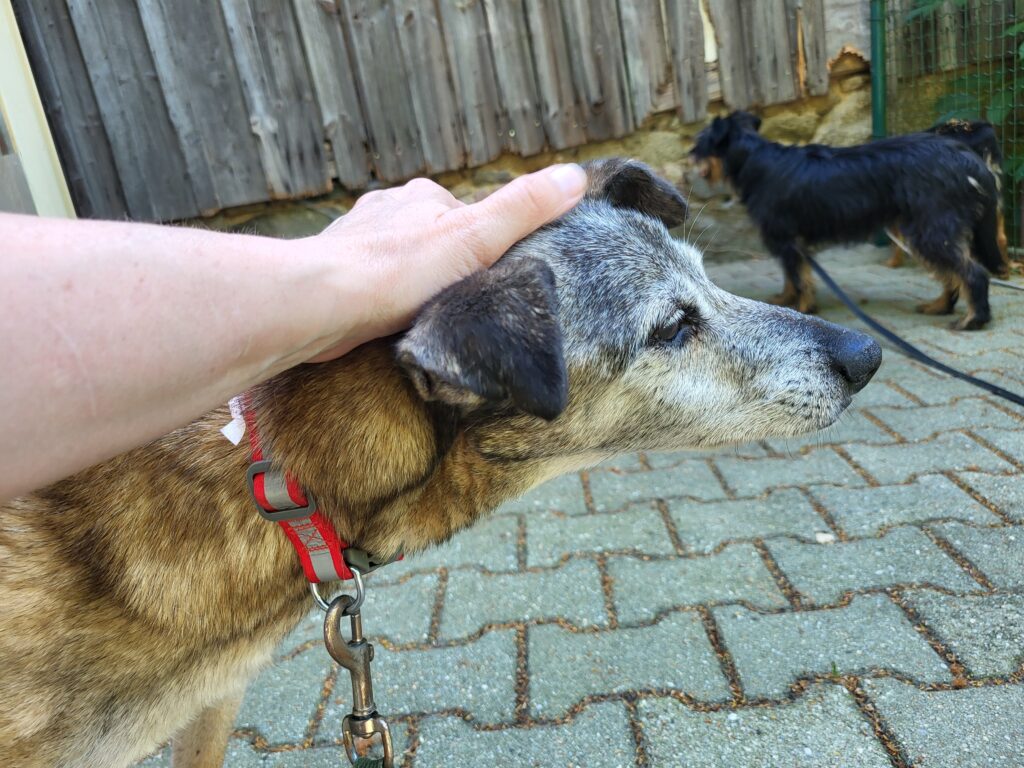 Hund Zweistein Zuhause gesucht Tierheim Tierhoffnung