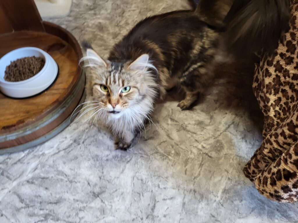 Katze Vallery Zuhause gesucht Tierheim Hoffnung für Tiere