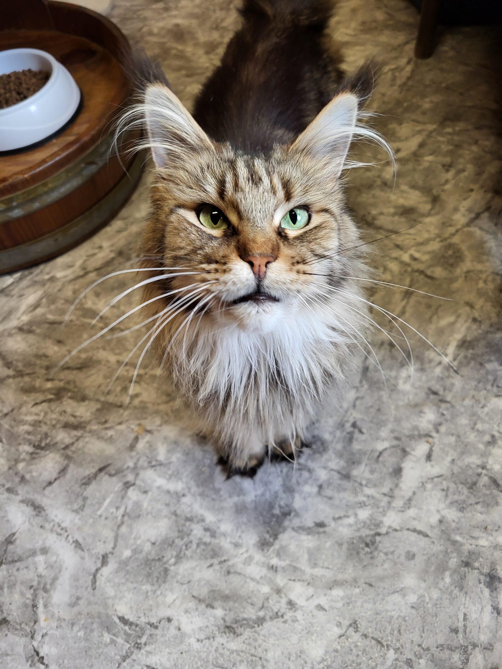 Katze Vallery Katze Vallery sucht Zuhause Tierheim Tierhoffnung
