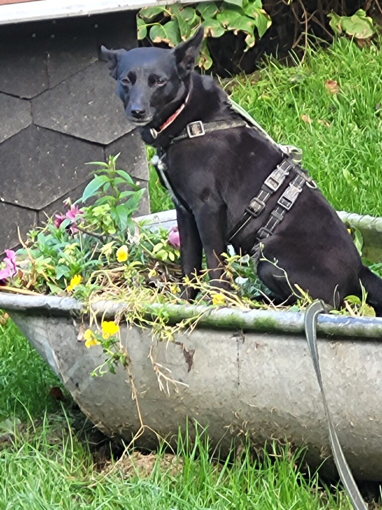 Tasha sucht ein Zuhause Tierheim Tierhoffnung