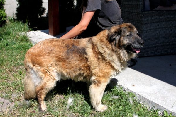 Hund Babuschka Aufnahmepatenschaft Polen Tierhoffnung