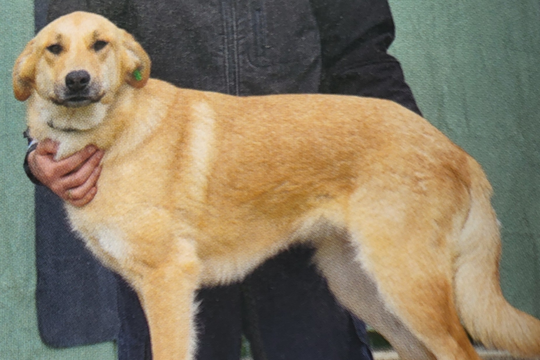 Hund Chloe Aufnahmepaten gesucht