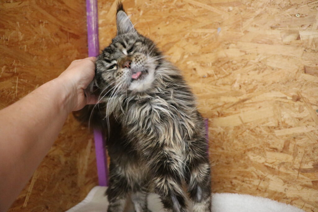 Katze Kassiopeia sucht Zuhause Tierheim Tierhoffnung
