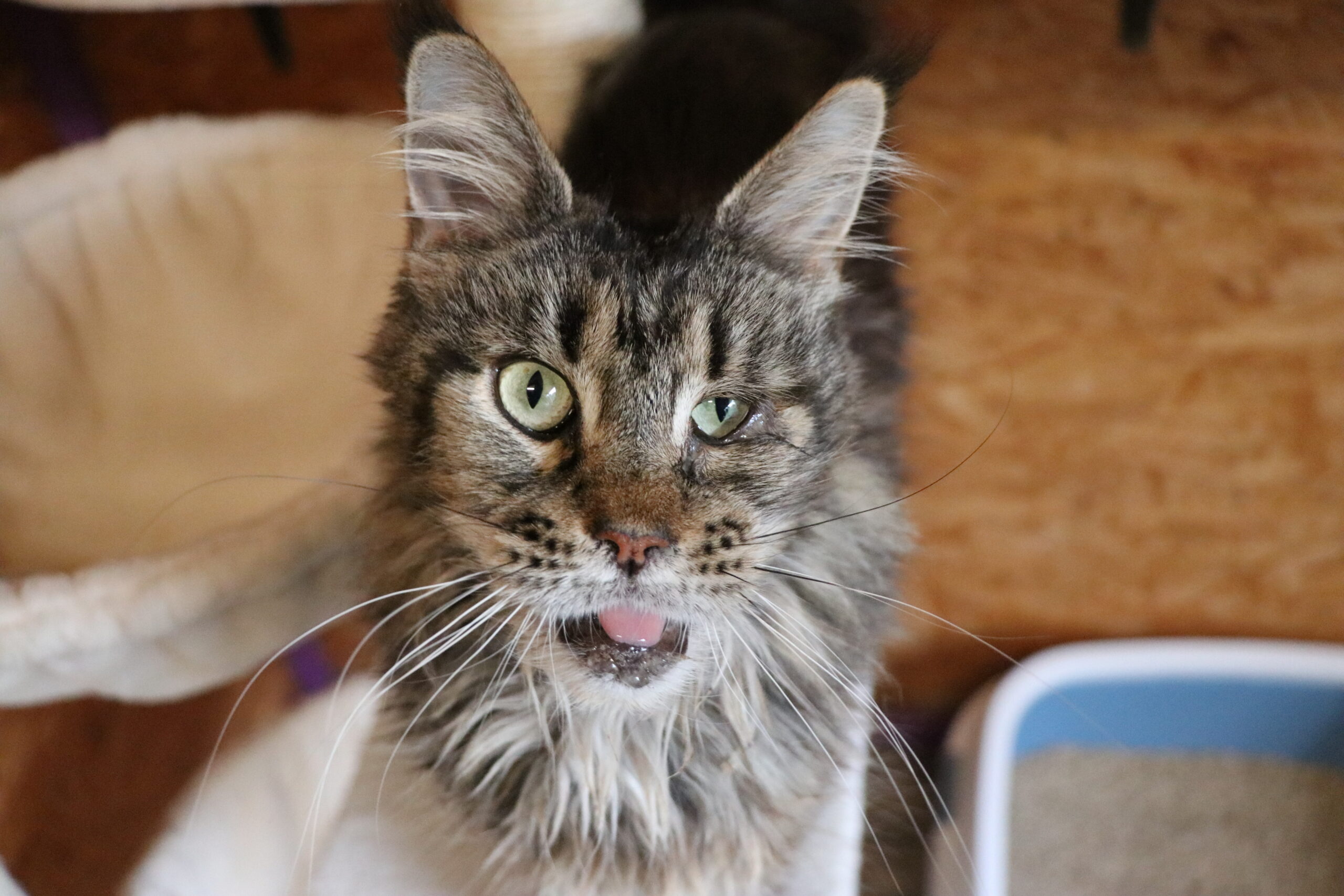 Katze Kassiopeia Zuhause gesucht Tierheim Hoffnung für Tiere