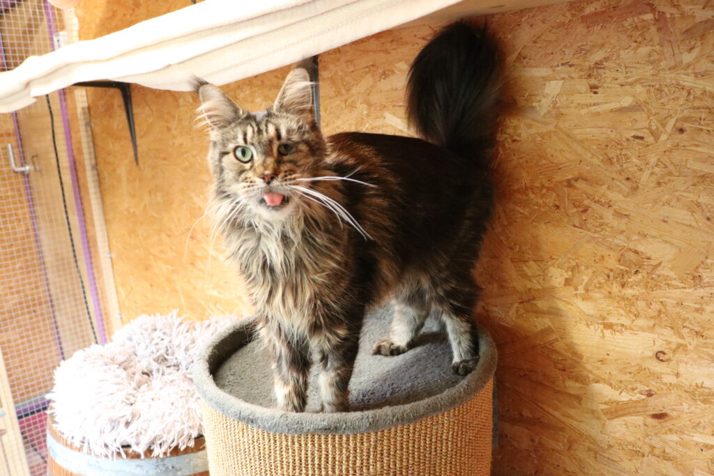 Katze Kassiopeia sucht Zuhause Tierheim