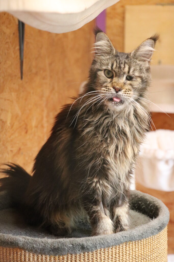 Katze Kassiopeia Zuhause gesucht Tierheim Hoffnung für Tiere