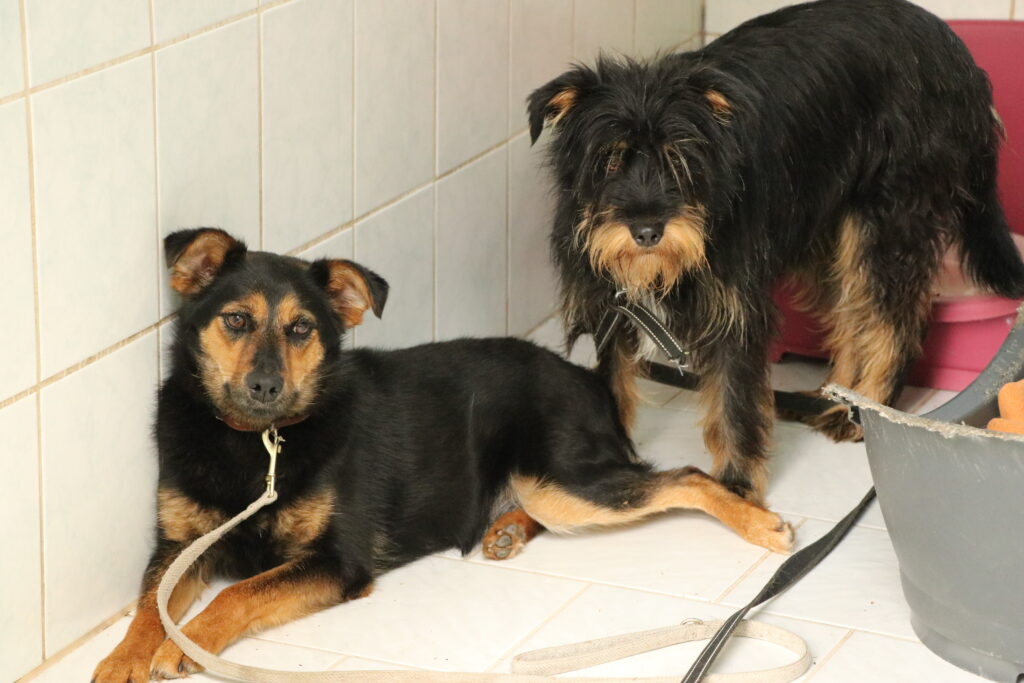 Hund Ola Zuhause gesucht Tierheim Hoffnung für Tiere