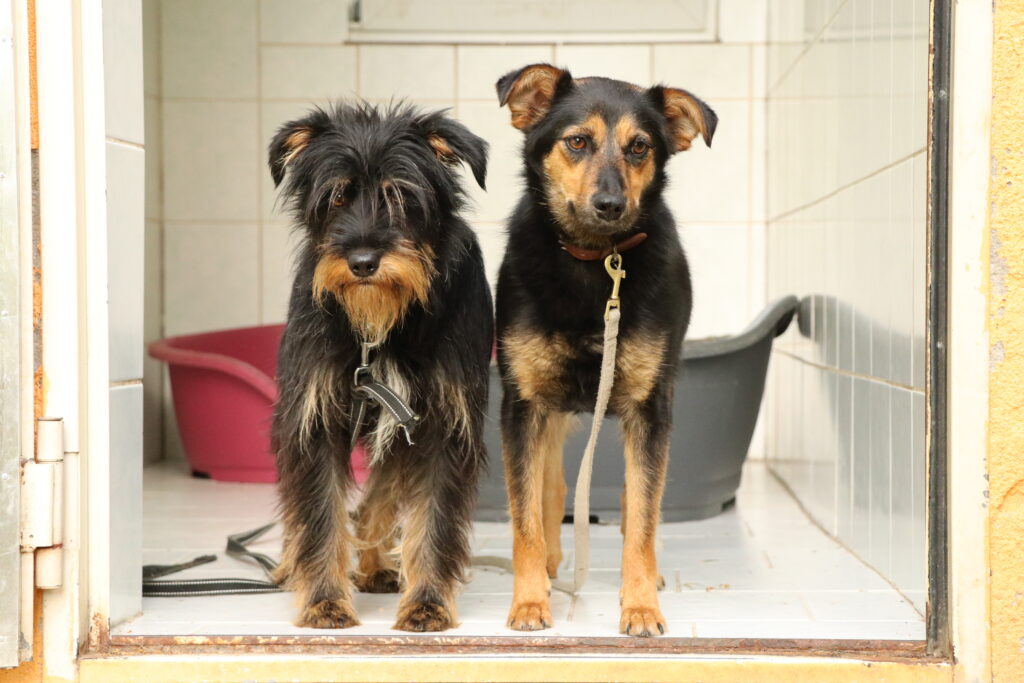 Hund Ola Zuhause gesucht Tierheim Hoffnung für Tiere