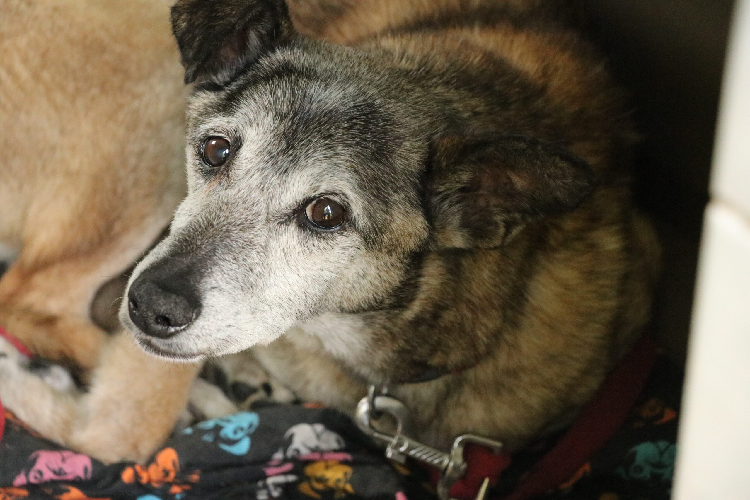 Hund Zweistein Zuhause gesucht Tierheim Hoffnung für Tiere