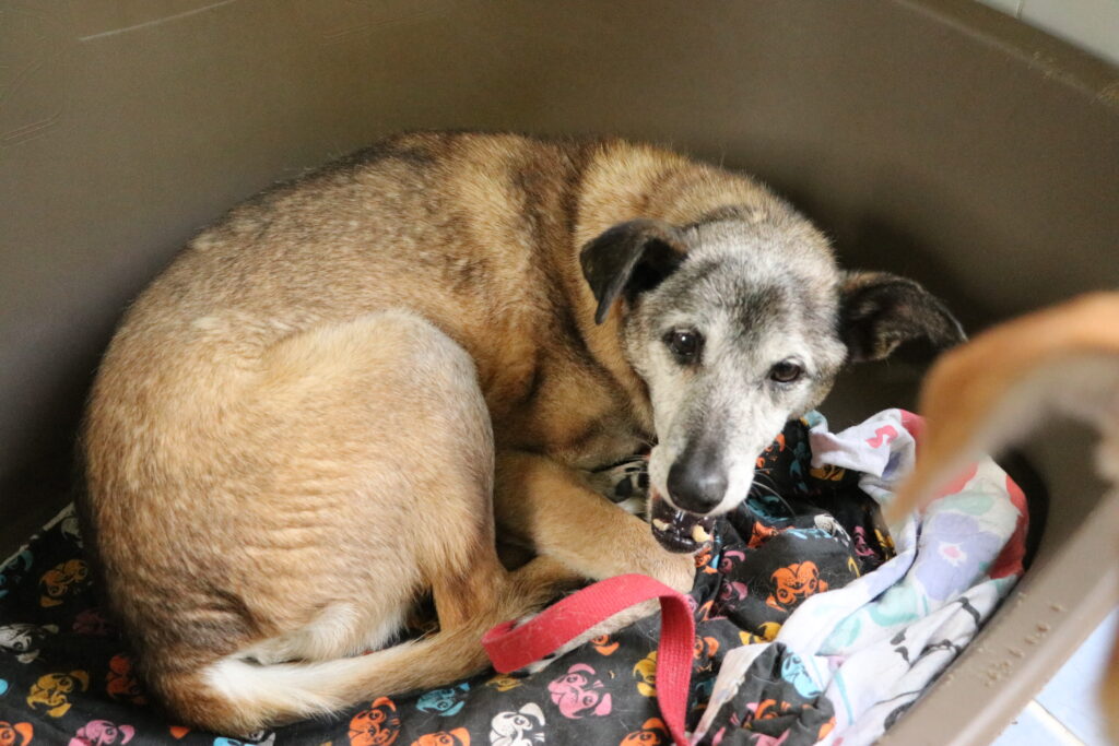 Hund Zweistein Zuhause gesucht Tierheim Hoffnung für Tiere