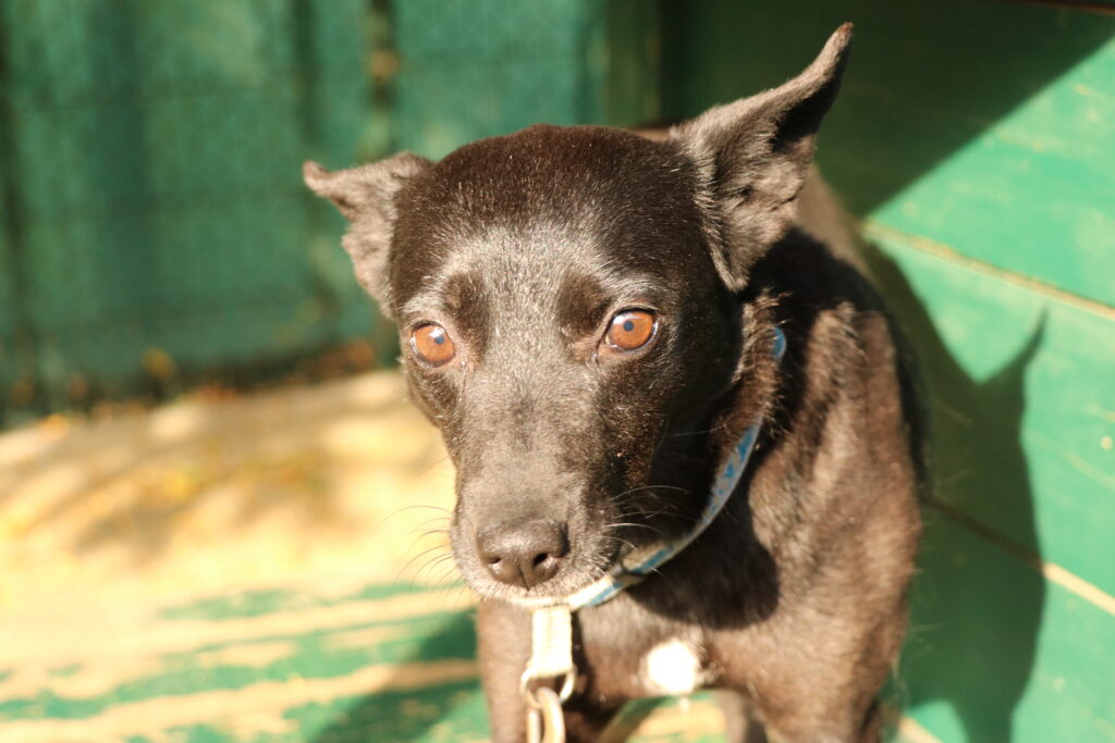 Hund Tasha Zuhause gesucht Tierheim Hoffnung für Tiere