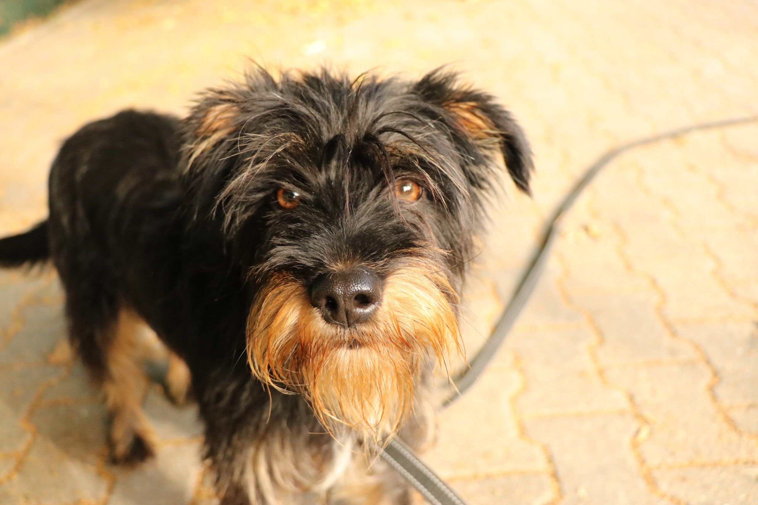 Hund Sonia Zuhause gesucht Tierheim Hoffnung für Tiere