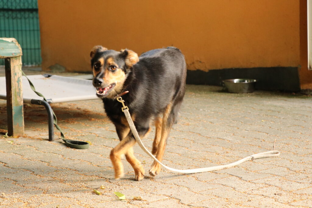 Hund Ola Zuhause gesucht Tierheim Hoffnung für Tiere