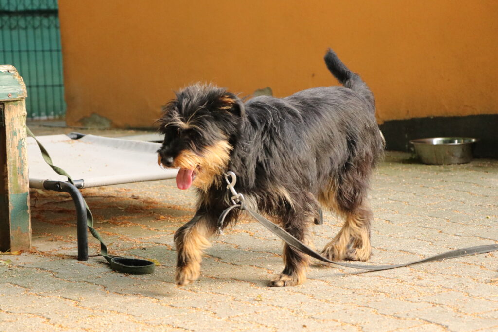 Hund Sonia Zuhause gesucht Tierheim Hoffnung für Tiere