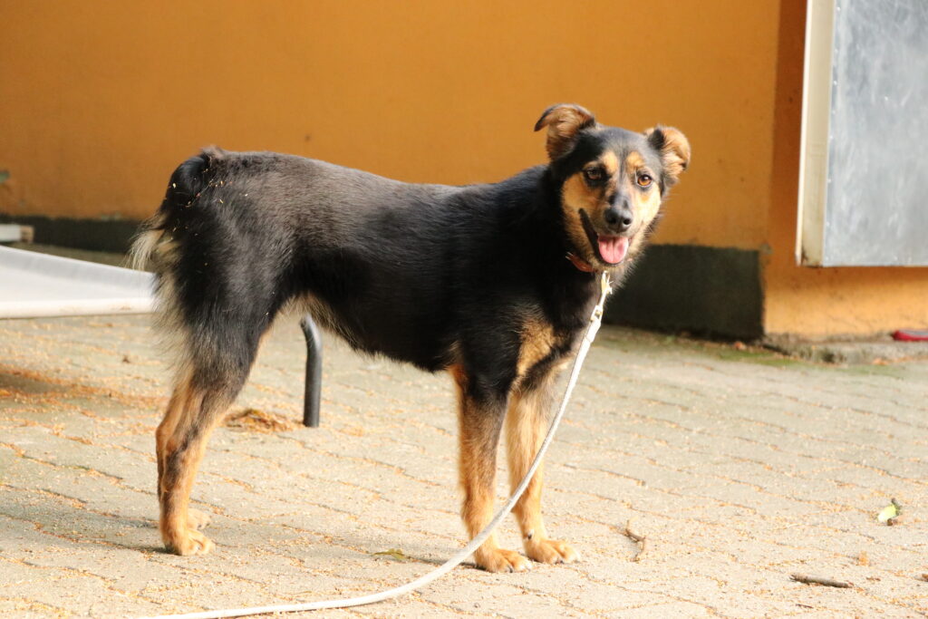 Hund Ola Zuhause gesucht Tierheim Hoffnung für Tiere