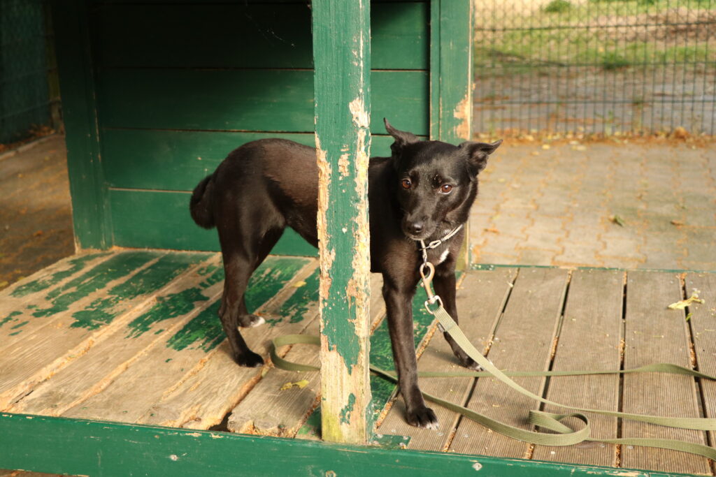 Hund Tasha Zuhause gesucht Tierheim Hoffnung für Tiere
