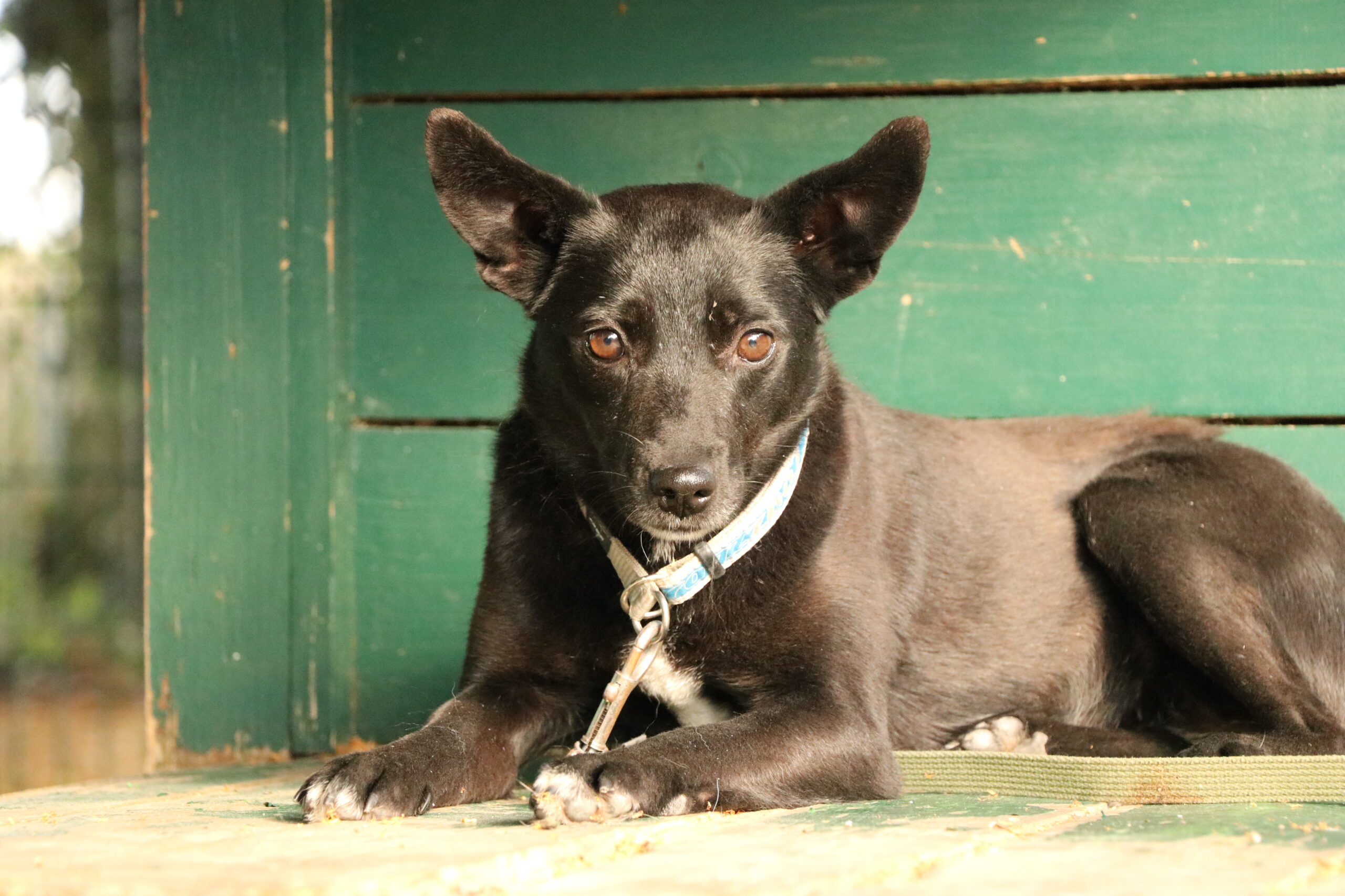 Hund Tasha Zuhause gesucht Tierheim Hoffnung für Tiere